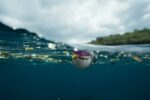 L’inquinamento da plastica nell’ambiente marino